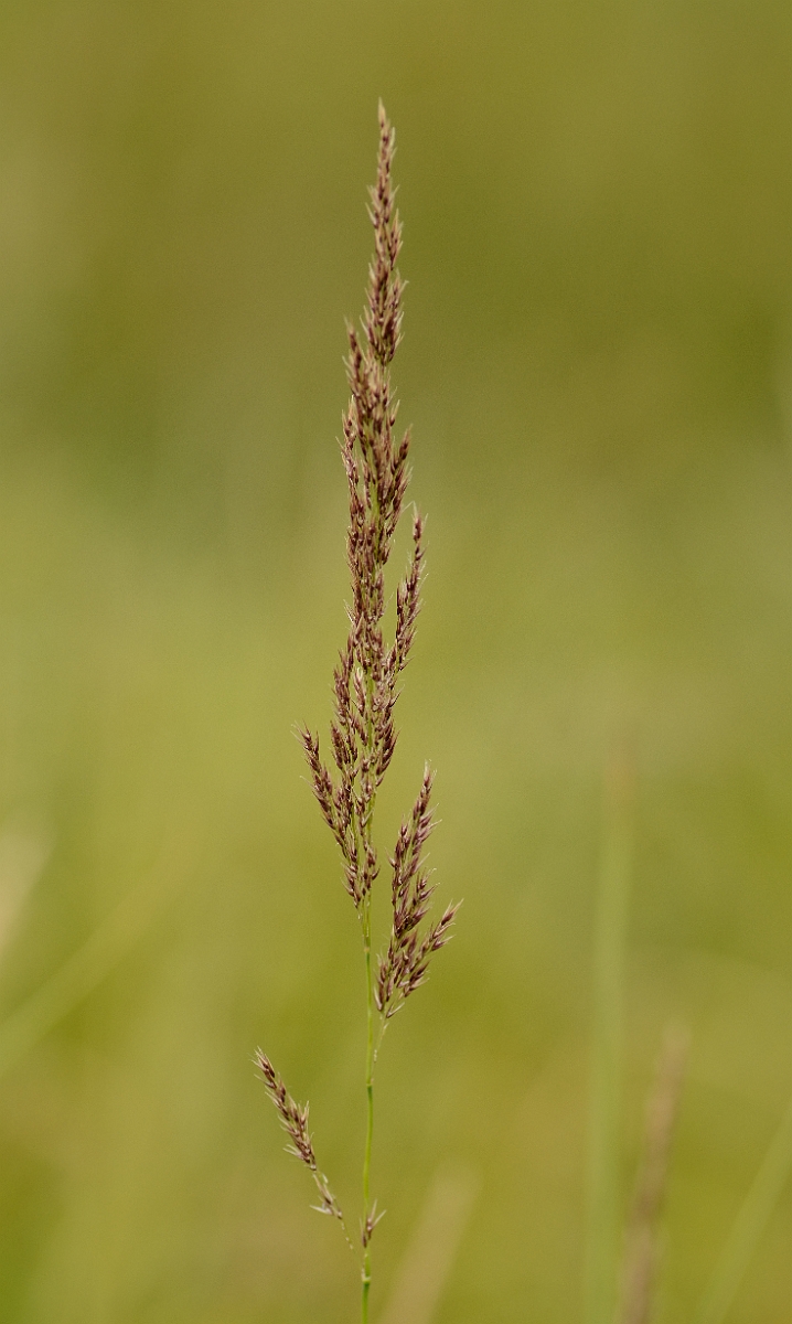 David Plant Photography - Wildlife Photography - Purple small-reed - A.jpg - Purple small-reed panicle - Norfolk