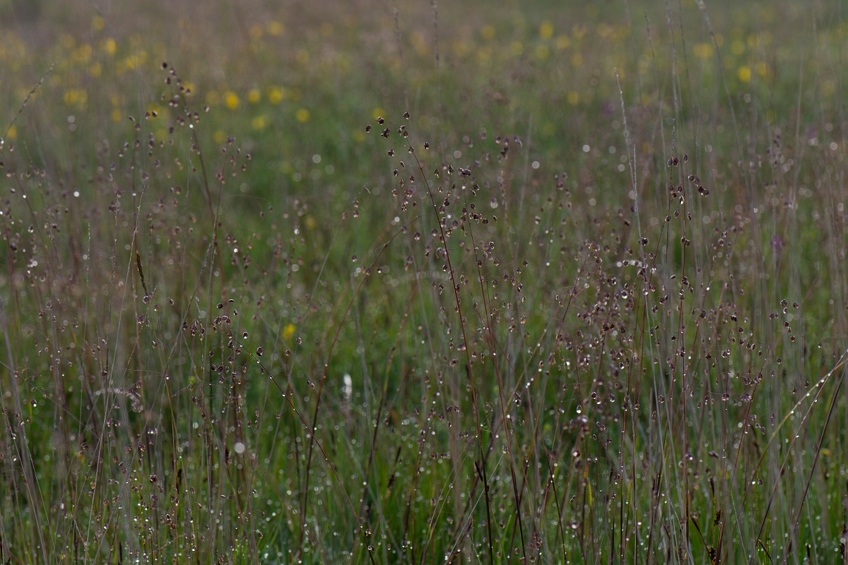 David Plant Photography - Wildlife Photography - Quaking grass - A.JPG - Quaking grass at dawn - Bridgend