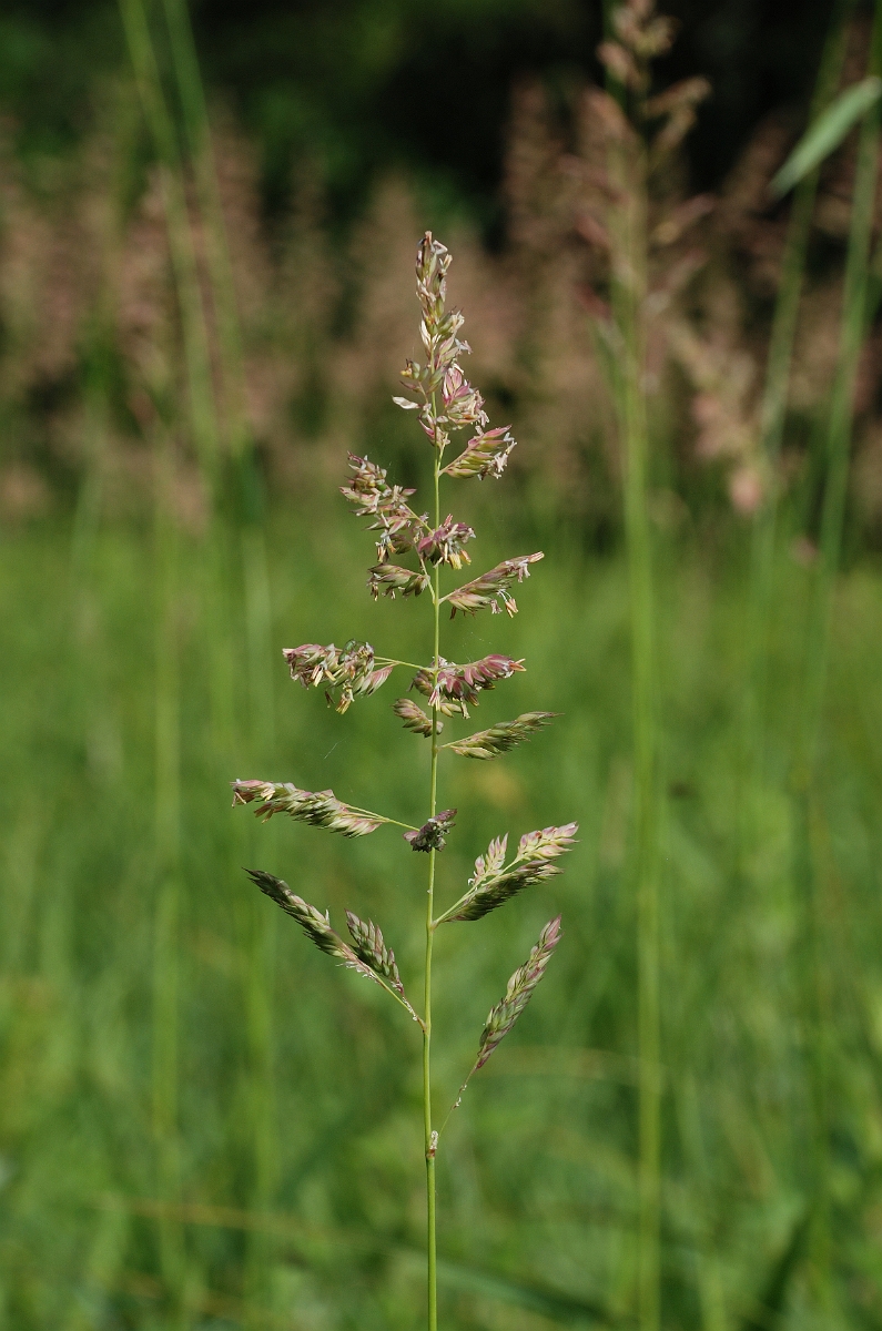 David Plant Photography - Wildlife Photography - Reed canary-grass - A.jpg - Reed canary-grass - Suffolk