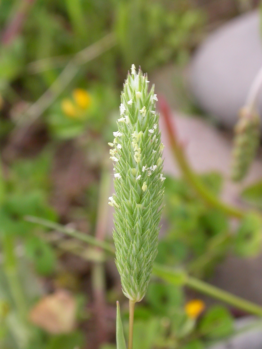 David Plant Photography - Wildlife Photography - Sand catstail - A.jpg - Sand catstail panicle - Somerset