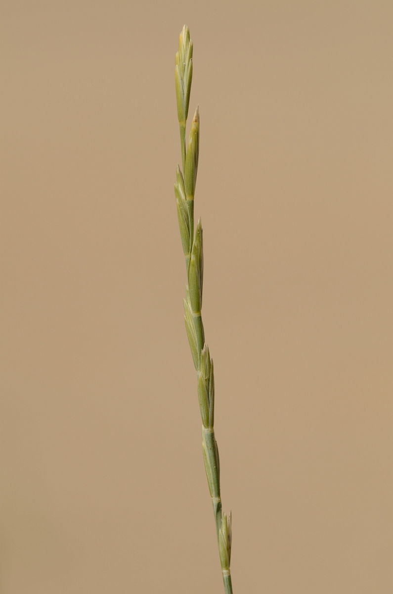 David Plant Photography - Wildlife Photography - Sand couch - A.jpg - Sand couch panicle - Norfolk