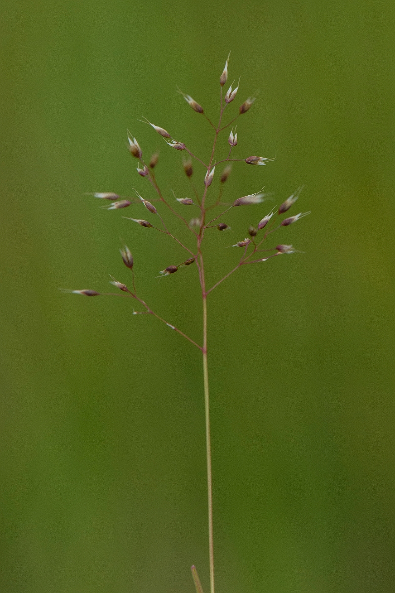 David Plant Photography - Wildlife Photography - Silver hair-grass - B.JPG - Silver hair-grass, panicle - Suffolk