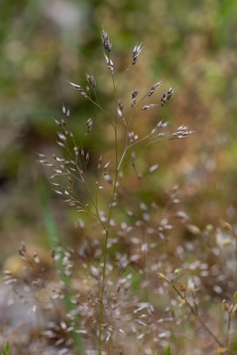 David Plant Photography - Wildlife Photography - Silver hair-grass - D.jpg - Silver hair-grass - Suffolk