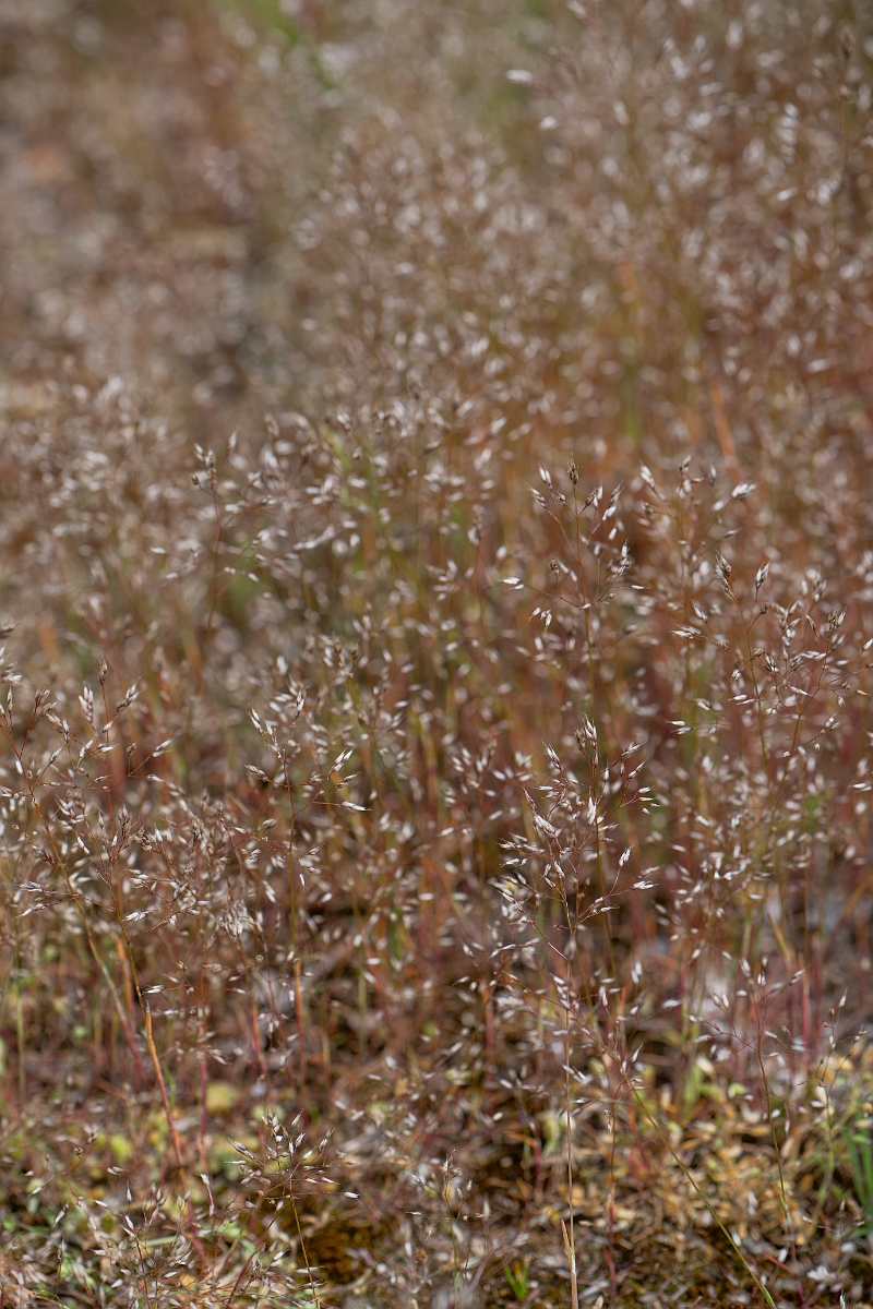 David Plant Photography - Wildlife Photography - Silver hair-grass - E.jpg - Silver hair-grass - Suffolk