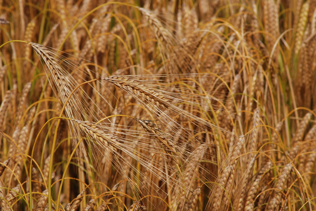 David Plant Photography - Wildlife Photography - Six-rowed barley - A.JPG - Six-rowed barley - Hertfordshire