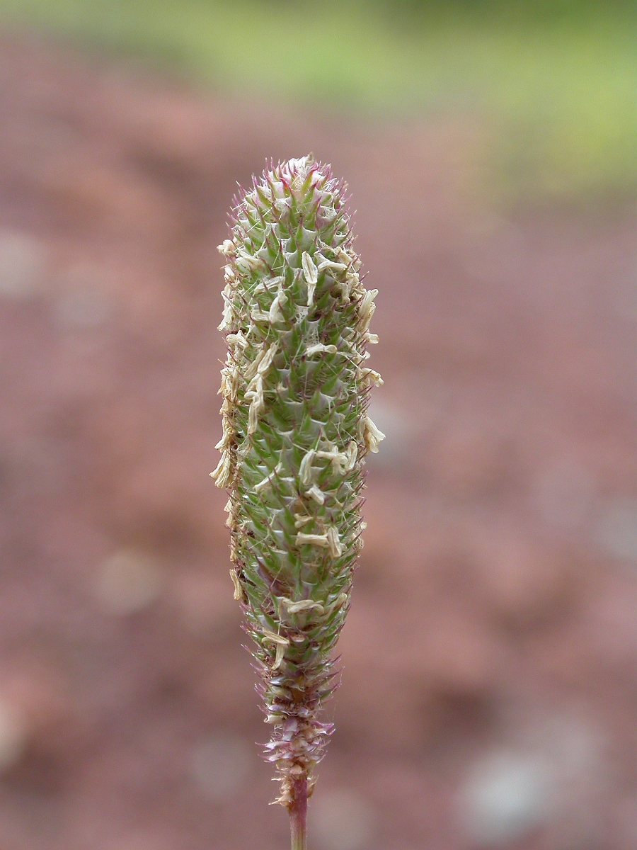 David Plant Photography - Wildlife Photography - Smaller catstail - B.jpg - Smaller catstail panicle - Gloucestershire