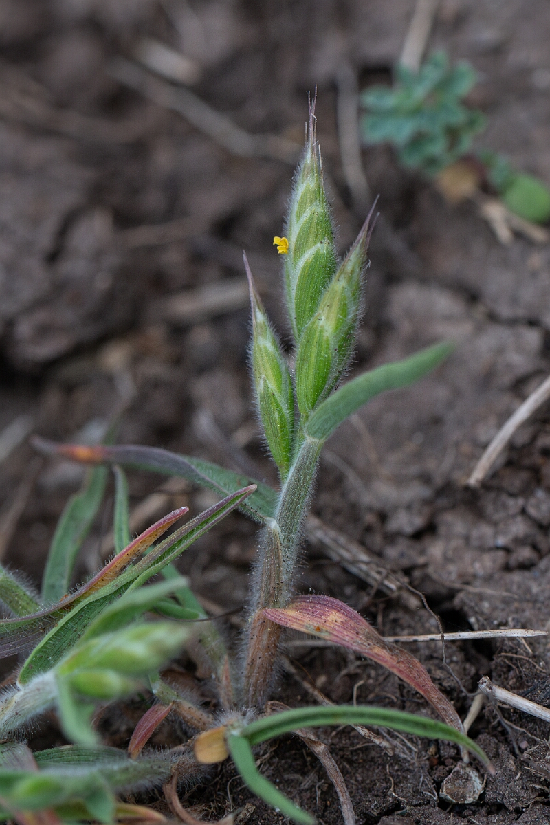 David Plant Photography - Wildlife Photography - Soft brome, thominei - A.jpg - Soft brome, subspecies thominei - Cornwall