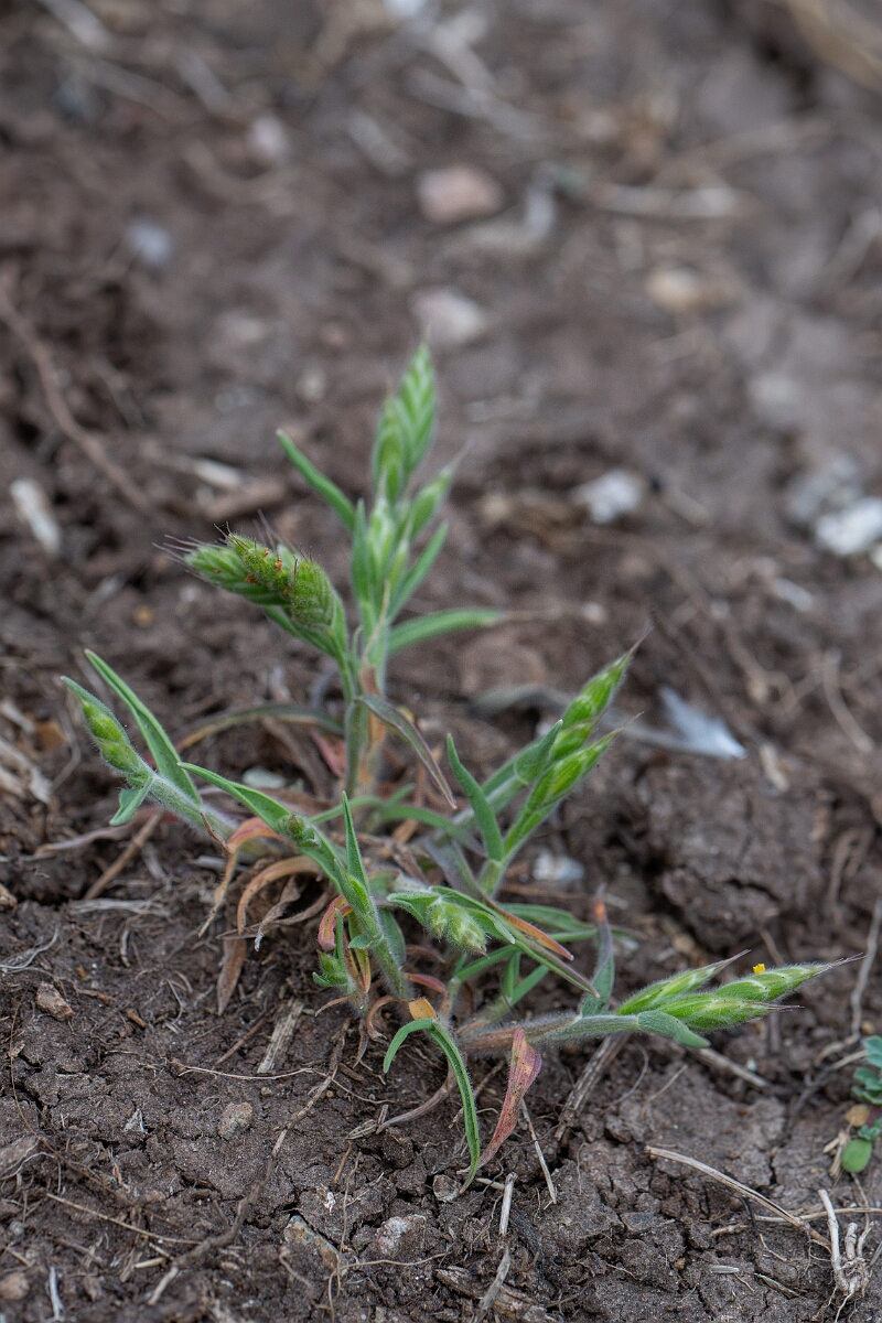 David Plant Photography - Wildlife Photography - Soft brome, thominei - D.jpg - Soft brome, subspecies thominei - Cornwall