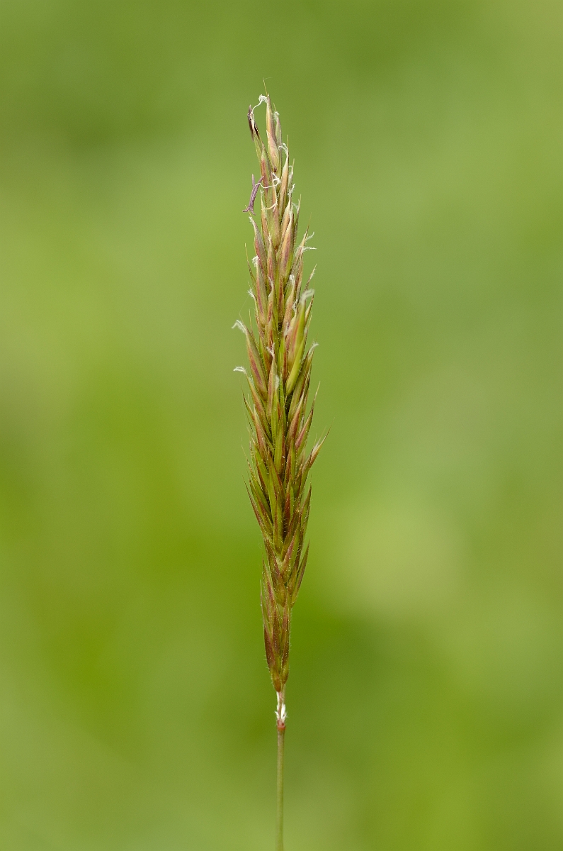 David Plant Photography - Wildlife Photography - Sweet vernal grass - A.jpg - Sweet vernal grass panicle - Hertfordshire