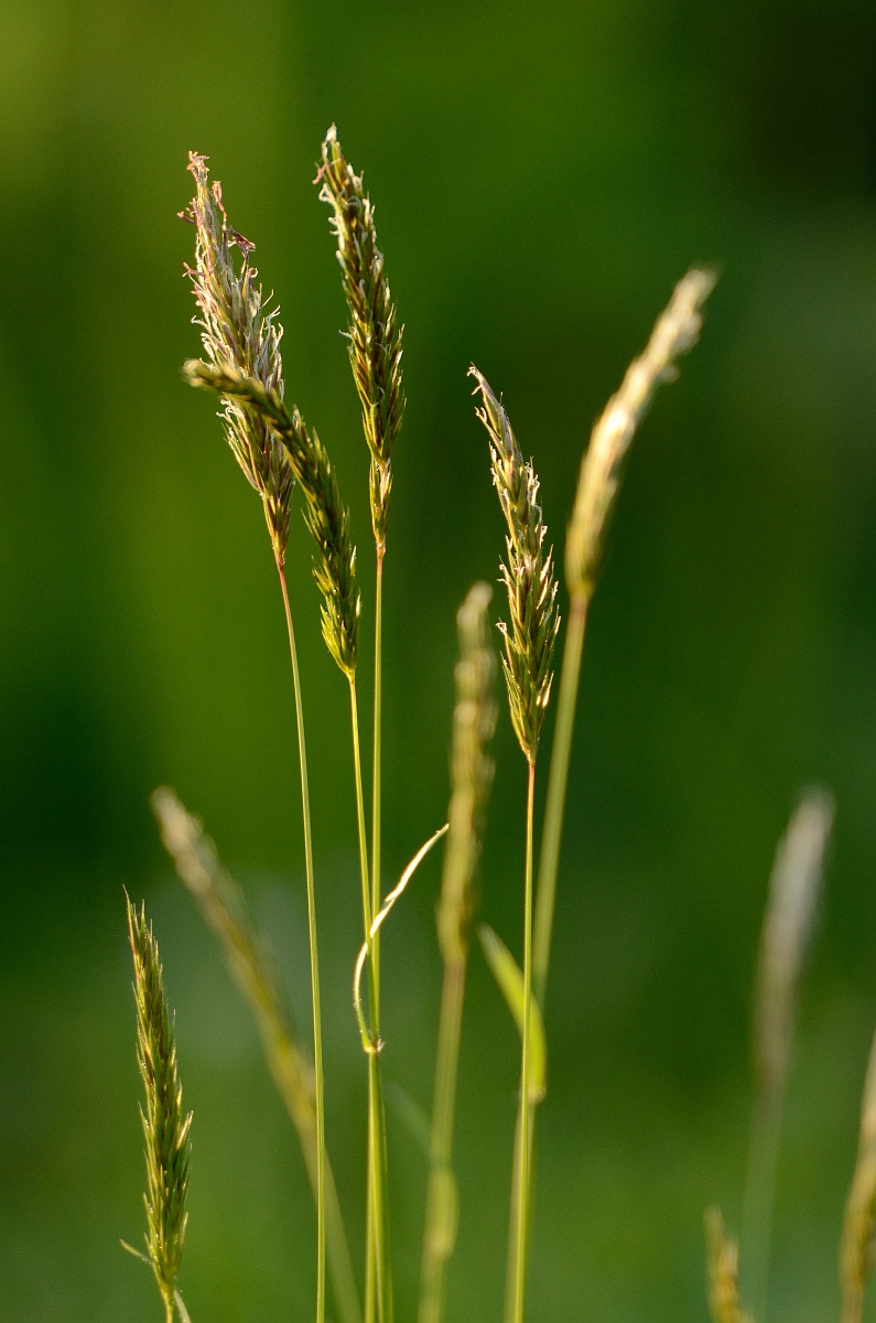 David Plant Photography - Wildlife Photography - Sweet vernal grass - B.jpg - Sweet vernal grass - Hertfordshire