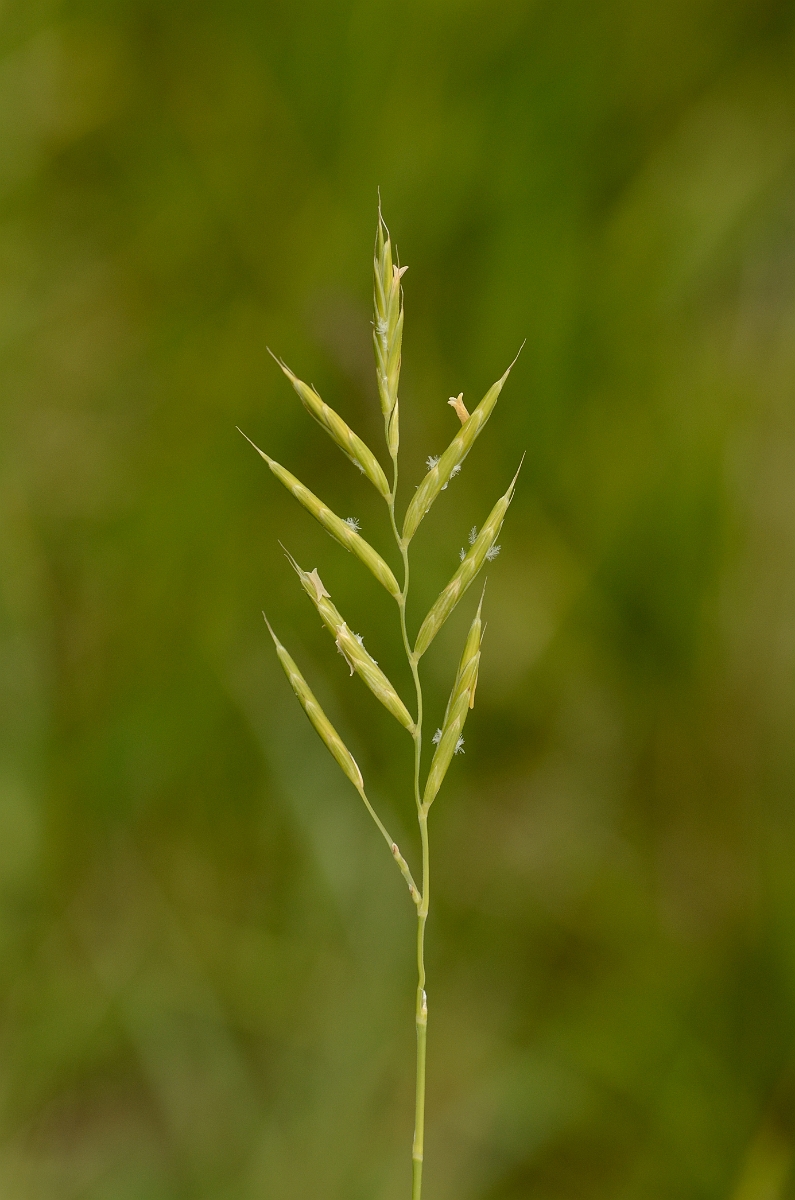 David Plant Photography - Wildlife Photography - Tor grass - A.jpg - Tor grass panicle - Gloucestershire