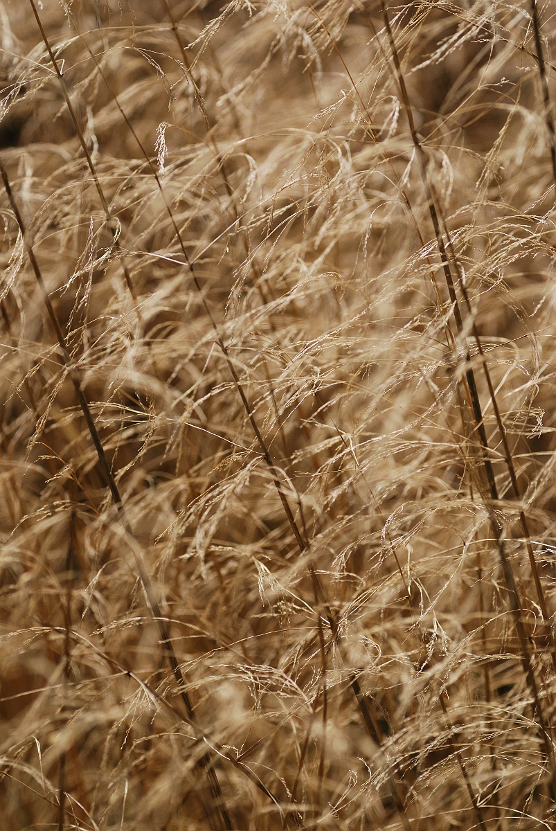 David Plant Photography - Wildlife Photography - Tufted hair-grass - B.jpg - Tufted hair-grass in autumn - Cotswolds