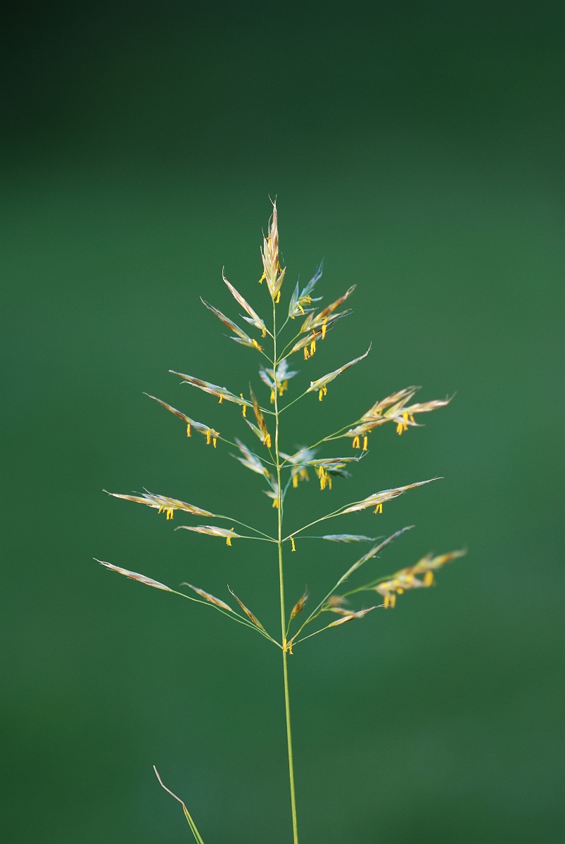 David Plant Photography - Wildlife Photography - Upright brome - A.JPG - Upright brome panicle - Gloucestershire