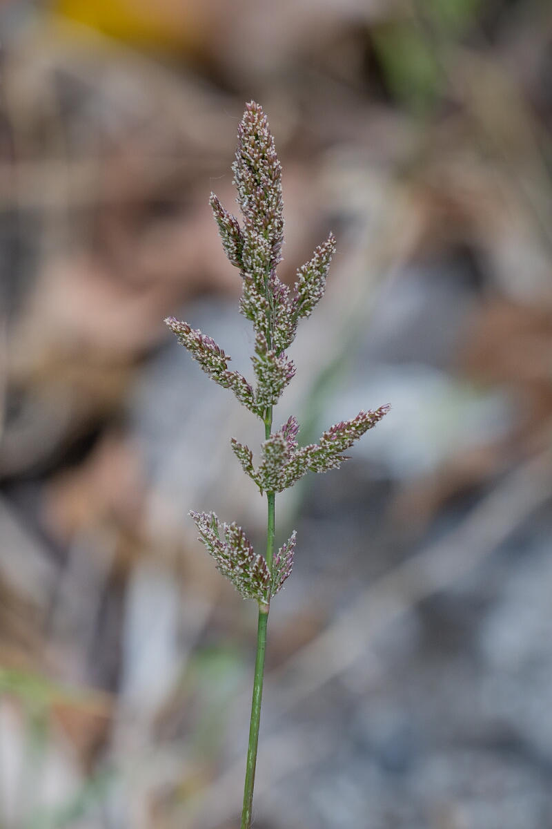 David Plant Photography - Wildlife Photography - Water bent - A.jpg - Water bent - Cornwall