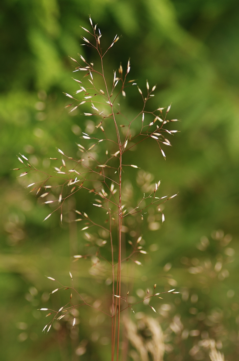 David Plant Photography - Wildlife Photography - Wavy hair-grass - A.jpg - Wavy hair-grass - Powys