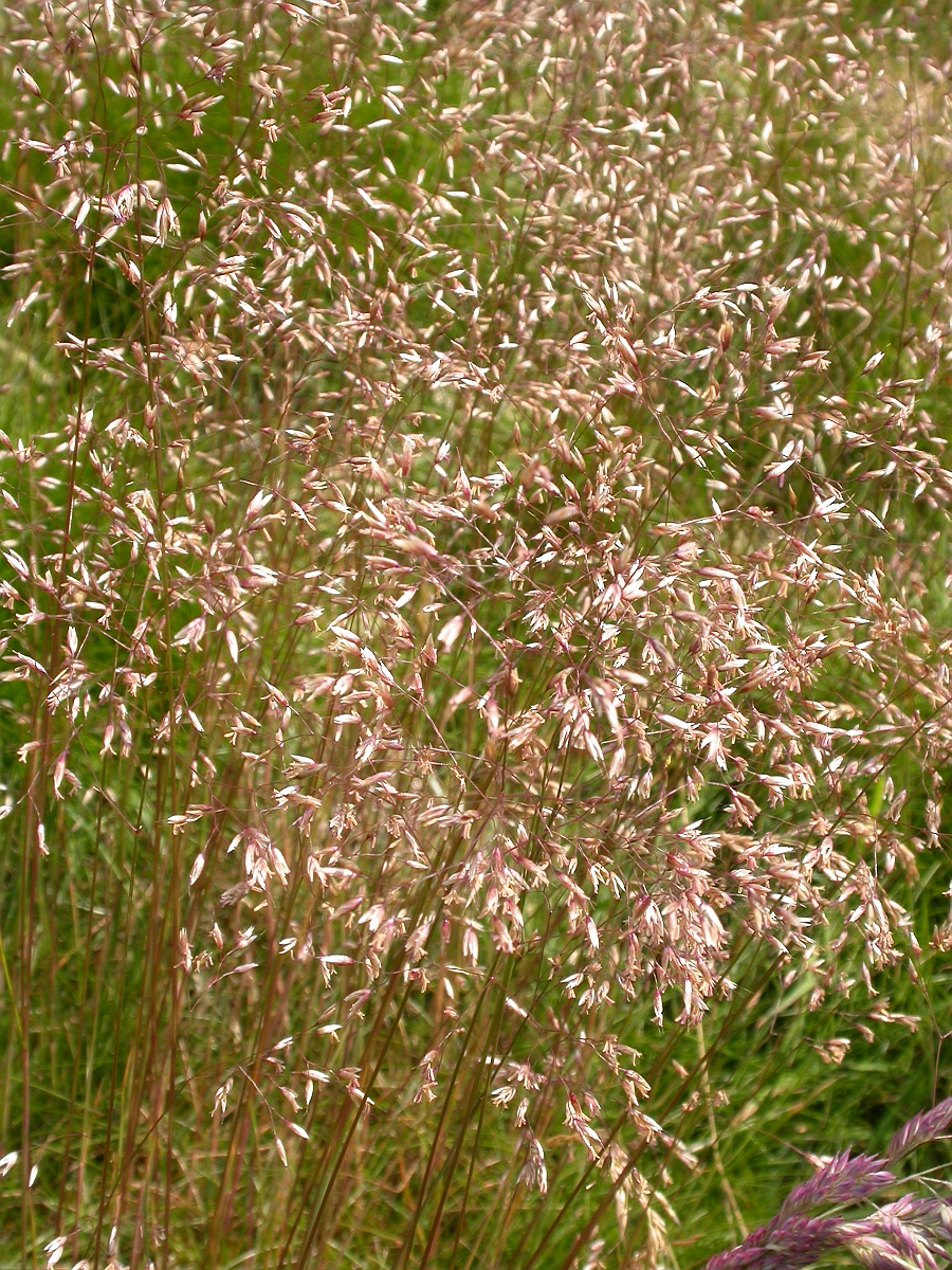 David Plant Photography - Wildlife Photography - Wavy hair-grass - B.jpg - Wavy hair-grass - Glamorgan