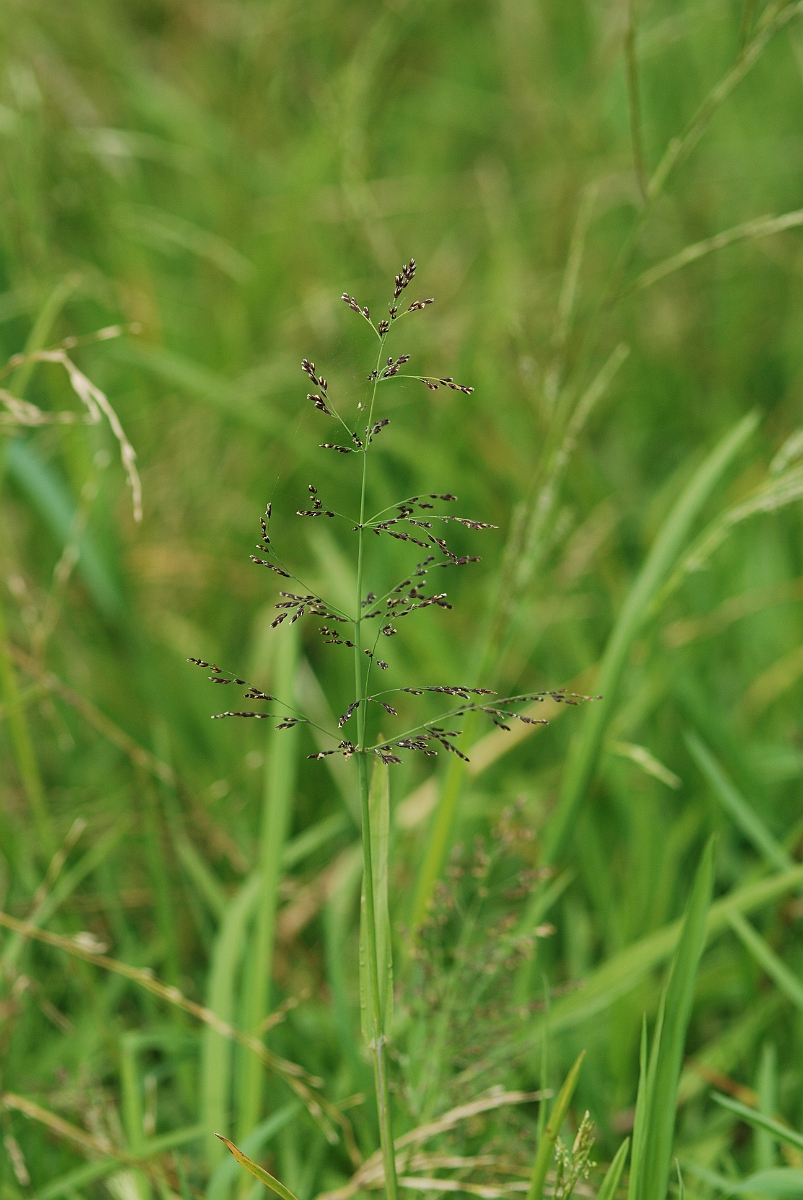 David Plant Photography - Wildlife Photography - Whorl grass - A.JPG - Whorl grass panicle - Gloucestershire