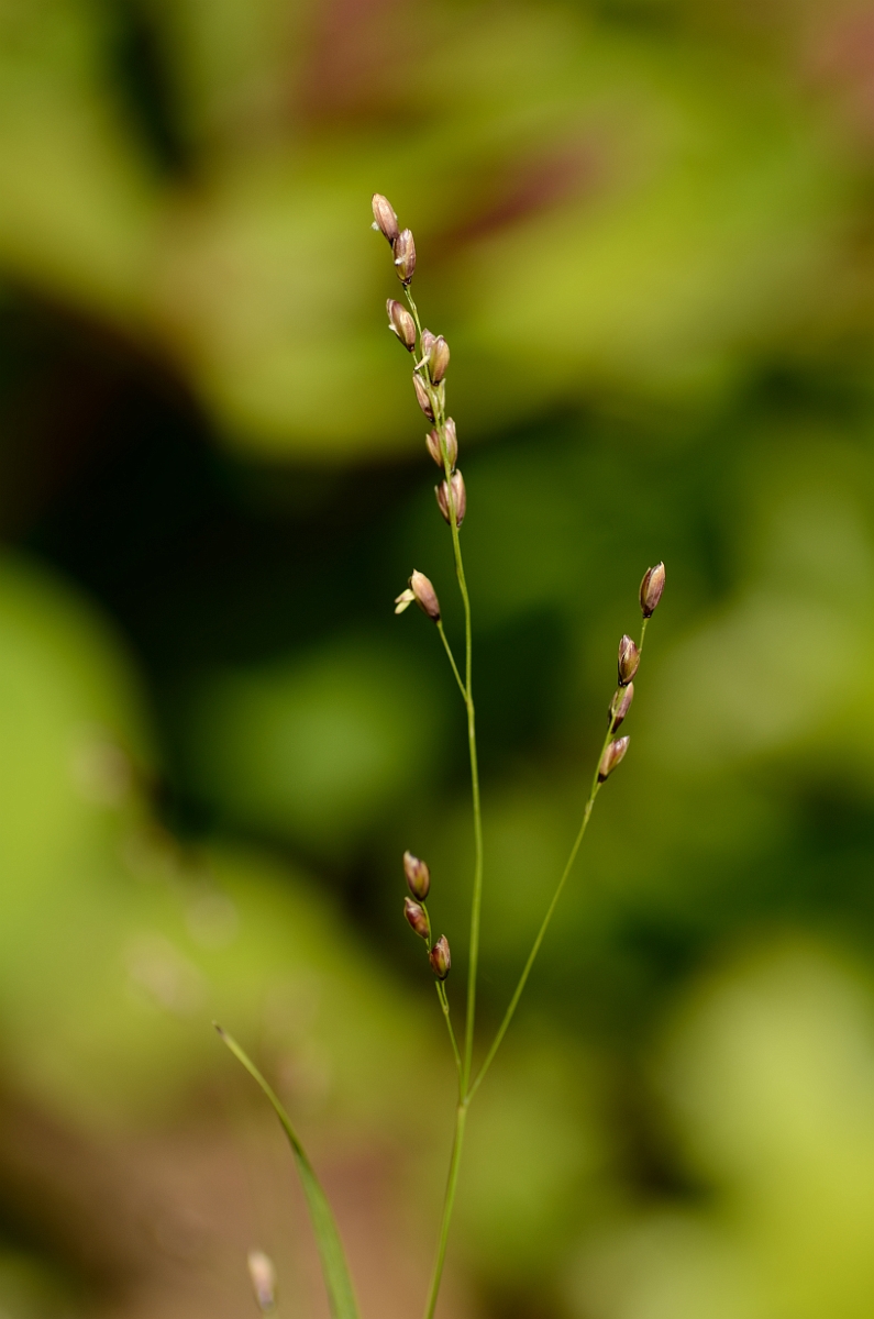 David Plant Photography - Wildlife Photography - Wood melick - A.jpg - Wood melick panicle - Cotswolds