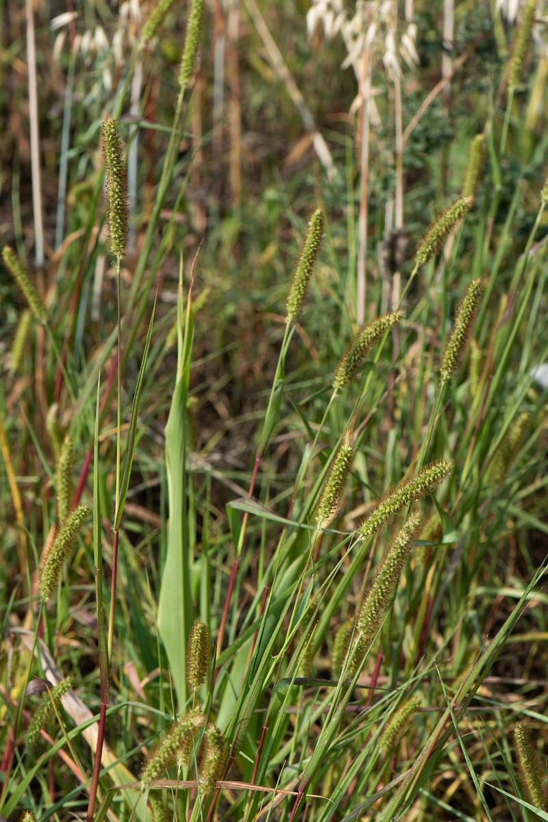 David Plant Photography - Wildlife Photography - Yellow bristle-grass - B.JPG - Yellow bristle-grass - Lincolnshire