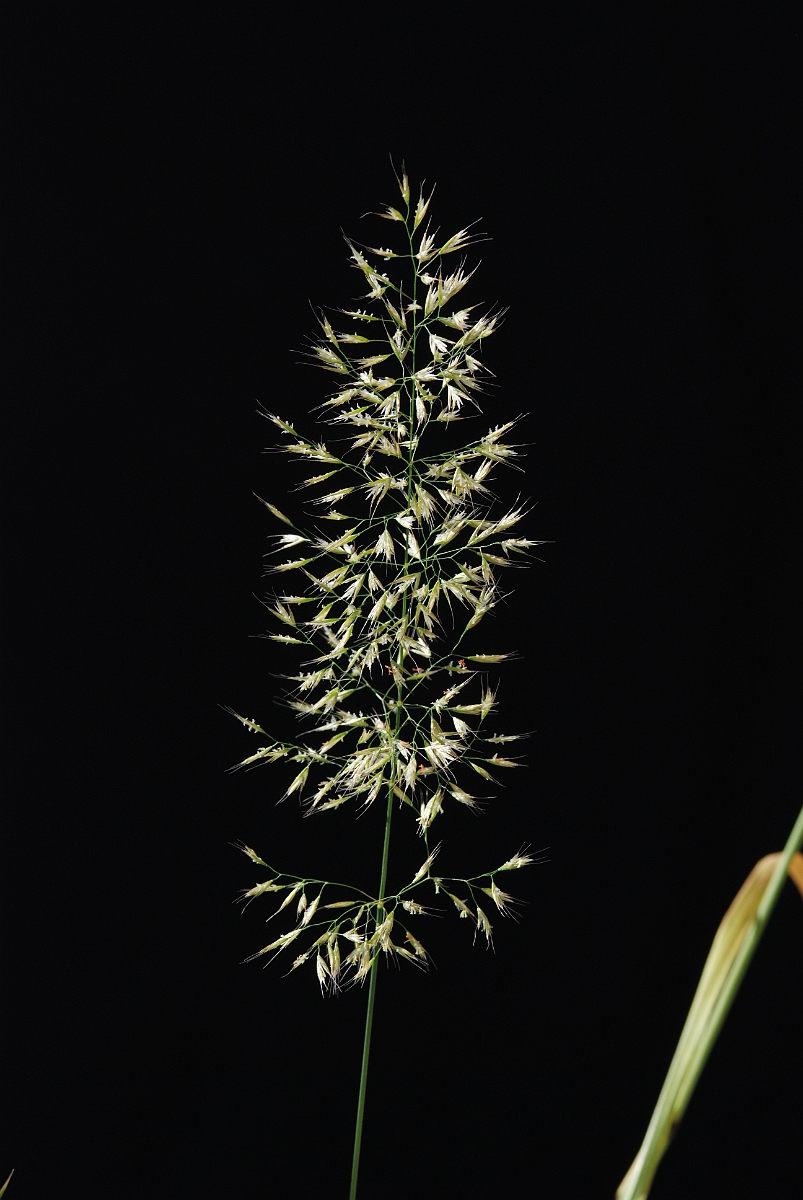 David Plant Photography - Wildlife Photography - Yellow oat-grass - A.JPG - Yellow oat-grass panicle - Gloucestershire