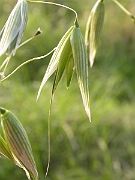 David Plant Photography - Wildlife Photographer - Cultivated oat spikelet - A