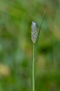 David Plant Photography - Wildlife Photography - Alpine foxtail - A