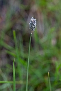 David Plant Photography - Wildlife Photography - Alpine foxtail - B