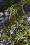 David Plant Photography - Wildlife Photography - Alpine meadow-grass - A