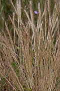 David Plant Photography - Wildlife Photography - Bearded fescue - A