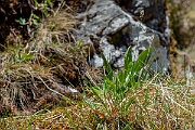 David Plant Photography - Wildlife Photography - Blue moor-grass - B