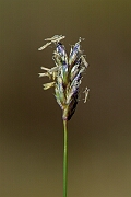 David Plant Photography - Wildlife Photography - Blue moor-grass - D