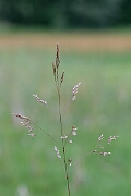 David Plant Photography - Wildlife Photography - Bog hair-grass - B