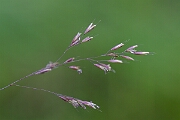 David Plant Photography - Wildlife Photography - Bog hair-grass - C