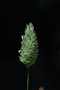 David Plant Photography - Wildlife Photography - Canary grass - B