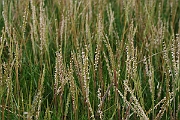 David Plant Photography - Wildlife Photography - Common cord-grass - B