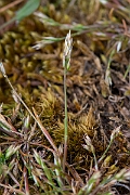 David Plant Photography - Wildlife Photography - Early hair-grass - A
