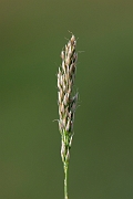David Plant Photography - Wildlife Photography - Early hair-grass - C