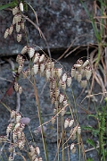David Plant Photography - Wildlife Photography - Greater quaking-grass - B