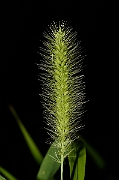 David Plant Photography - Wildlife Photography - Green bristle-grass - A