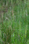 David Plant Photography - Wildlife Photography - Holy grass - A