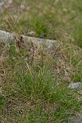 David Plant Photography - Wildlife Photography - Mat grass - B
