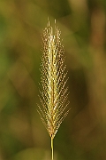 David Plant Photography - Wildlife Photography - Meadow barley - A