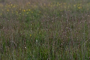 David Plant Photography - Wildlife Photography - Quaking grass - A