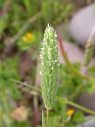 David Plant Photography - Wildlife Photography - Sand catstail - A