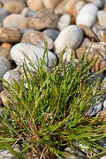 David Plant Photography - Wildlife Photography - Sea fern-grass - B