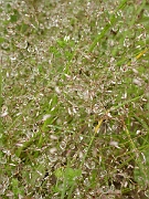 David Plant Photography - Wildlife Photography - Silver hair-grass - A