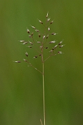 David Plant Photography - Wildlife Photography - Silver hair-grass - B