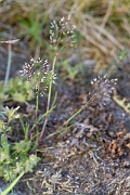David Plant Photography - Wildlife Photography - Silver hair-grass - C