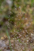 David Plant Photography - Wildlife Photography - Silver hair-grass - D