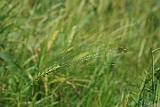 David Plant Photography - Wildlife Photography - Six-rowed barley - B